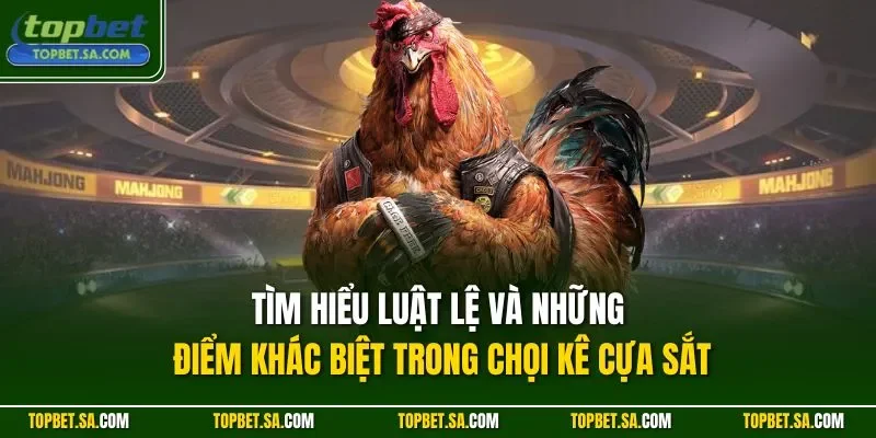 Tìm hiểu luật lệ và những điểm khác biệt trong chọi kê cựa sắt