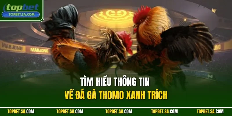 Tìm hiểu thông tin về đá gà thomo xanh trích